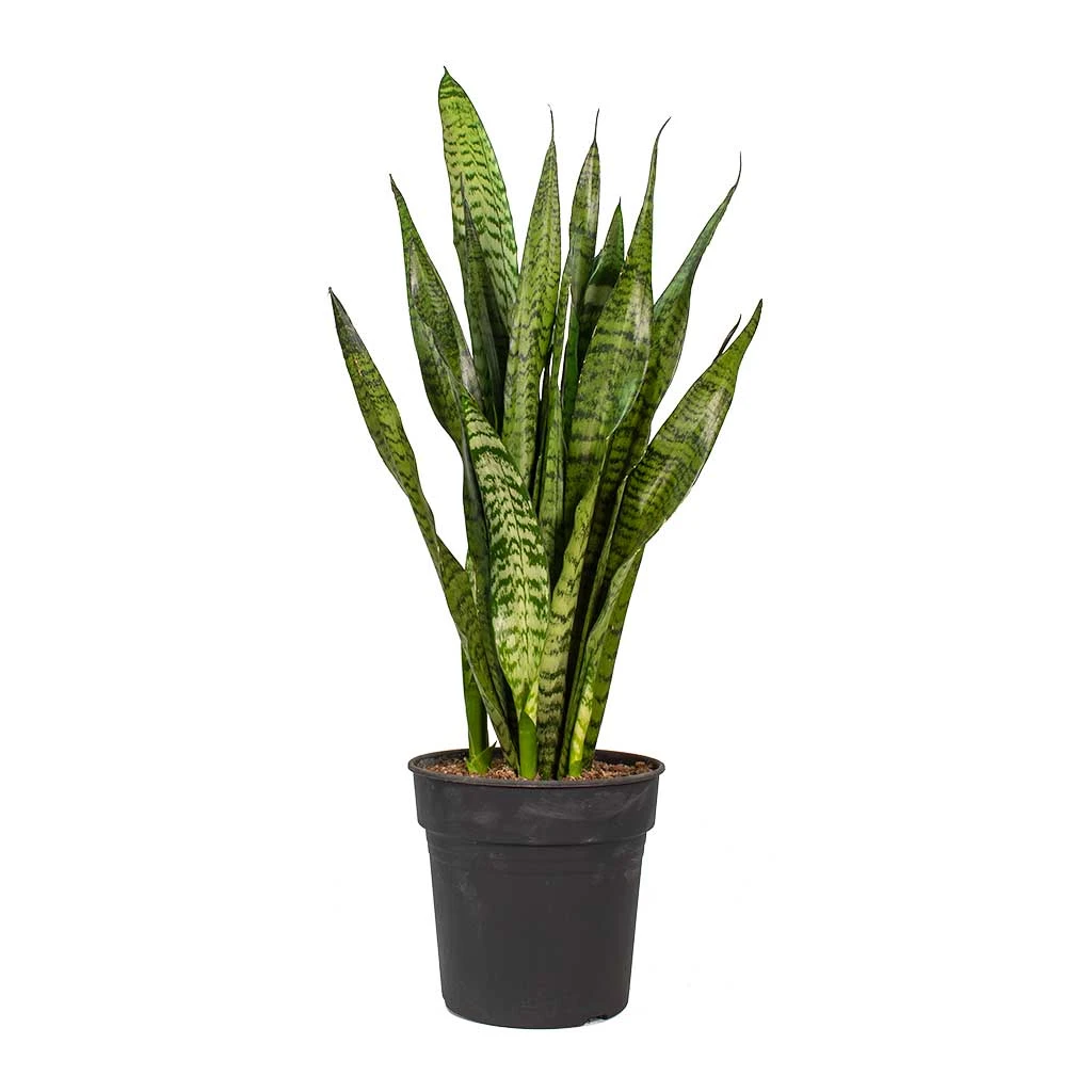 Sansevieria Trifasciata Zeylanica - Snake Plant 17 Sansevieria Trifasciata Zeylanica - Snake Plant - Image 17