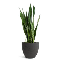 Sansevieria Trifasciata Zeylanica - Snake Plant 24 Sansevieria Trifasciata Zeylanica - Snake Plant -HORTOLOGY Plants Sale Sansevieria zeylanica Snake Plant Mini Jesslyn Plant Pot Black Washed 8a02a074 152b 457a a87c 7ccd45f55dd0