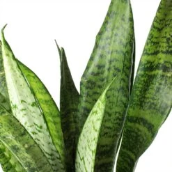 Sansevieria Zeylanica Snake Plant - Dark Green Wavy Bands - HydroCare Architectural Indoor Plant 21 Sansevieria Zeylanica Snake Plant - Dark Green Wavy Bands - HydroCare Architectural Indoor Plant -HORTOLOGY Plants Sale Sansevieria zeylanica Snake Plant Stems 685a514e c861 42ae 874d e943caad3d8b
