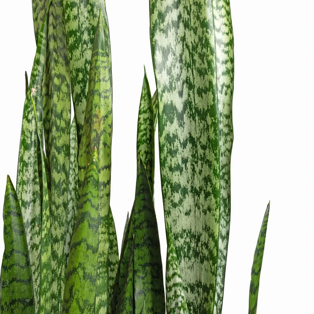 Sansevieria Trifasciata Zeylanica - Snake Plant 2 Sansevieria Trifasciata Zeylanica - Snake Plant - Image 2