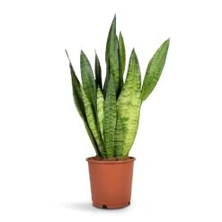 Sansevieria Trifasciata Zeylanica - Snake Plant 29 Sansevieria Trifasciata Zeylanica - Snake Plant -HORTOLOGY Plants Sale Sansevieria zeylanica Snake Plant14x50cm