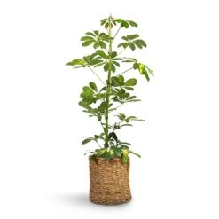 Schefflera Gold Capella - Dwarf Umbrella Tree -HORTOLOGY Plants Sale Schefflera Gold Capella Dwarf Umbrella Tree 17x80cm Ido Plant Baskets Set5 Natural