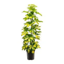 Schefflera Gold Capella - Dwarf Umbrella Tree -HORTOLOGY Plants Sale Schefflera Gold Capella Dwarf Umbrella Tree 19x110cm