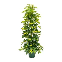 Schefflera Gold Capella - Dwarf Umbrella Tree -HORTOLOGY Plants Sale Schefflera Gold Capella Dwarf Umbrella Tree 31x130cm