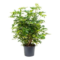 Schefflera Gold Capella - Dwarf Umbrella Tree -HORTOLOGY Plants Sale Schefflera Gold Capella Dwarf Umbrella Tree Bushy