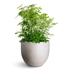 Schefflera Arboricola - Dwarf Umbrella Tree -HORTOLOGY Plants Sale Schefflera arboricola 34x80cm Grigio New Egg Pot Planter Natural Concrete 45x38cm