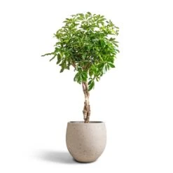 Mini Orb Kevan Plant Pot - Grey Washed -HORTOLOGY Plants Sale Schefflera arboricola Compacta Dwarf Umbrella Tree Twisted Stem 30x120cm Mini Orb Kevan Plant Pot Grey Washed 39x35cm 6583d1b4 ba0d 4b70 bb03 9c21d3b25678