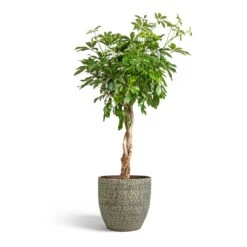 Rinca Plant Pot - Shiny Green -HORTOLOGY Plants Sale Schefflera arboricola Compacta Dwarf Umbrella Tree Twisted Stem 30x120cm Rinca Plant Pot Shiny Green 36x32cm 898076b4 a8a2 42a1 9ef0 97cdf390b369