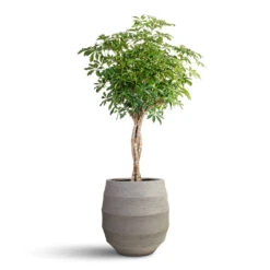 Bordo Balloon Planter - Clay -HORTOLOGY Plants Sale Schefflera arboricola Compacta Dwarf Umbrella Tree Twisted Stem 34x160cm Bordo Balloon Planter Clay 55x55cm 1 c6a7937c 5a09 4b23 89a6 76e634e39d57