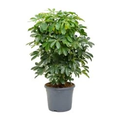 Schefflera Arboricola - Dwarf Umbrella Tree -HORTOLOGY Plants Sale Schefflera arboricola Dwarf Umbrella Tree 31x110cm