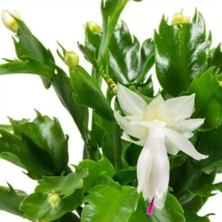 Schlumbergera - Christmas Cactus - White -HORTOLOGY Plants Sale Schlumbergera Christmas Cactus Houseplant White Leaves