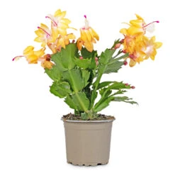 Schlumbergera - Christmas Cactus - Orange -HORTOLOGY Plants Sale Schlumbergera Christmas Cactus Orange 9x23cm