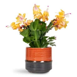 Schlumbergera - Christmas Cactus - Orange -HORTOLOGY Plants Sale Schlumbergera Christmas Cactus Orange 9x23cm Marlijn Pot Coral 11x9cm