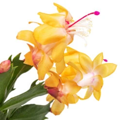 Schlumbergera - Christmas Cactus - Orange -HORTOLOGY Plants Sale Schlumbergera Christmas Cactus Orange SWATCH 2