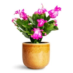 Nine Plant Pot - Caramel 17 Nine Plant Pot - Caramel -HORTOLOGY Plants Sale Schlumbergera Christmas Cactus Pink Purple 12x25cm Nine Plant Pot Caramel 14x12cm