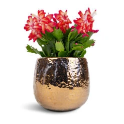 Yvette Plant Pot - Gold -HORTOLOGY Plants Sale Schlumbergera Christmas Cactus Red 12x25cm Yvette Plant Pot Gold 15x13cm 42faecba f7f1 44b5 8bcb d6dc9f617cd9