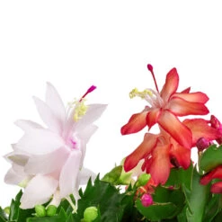 Schlumbergera - Christmas Cactus - White -HORTOLOGY Plants Sale Schlumbergera Christmas Cactus Red white SWATCH
