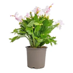 Schlumbergera - Christmas Cactus - White -HORTOLOGY Plants Sale Schlumbergera Christmas Cactus White 12x25cm 2