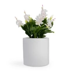 Schlumbergera - Christmas Cactus - White -HORTOLOGY Plants Sale Schlumbergera Christmas Cactus White 12x25cm Bolino Plant Pot Mint 15x13cm Puk Planter Matt White 15x15cm