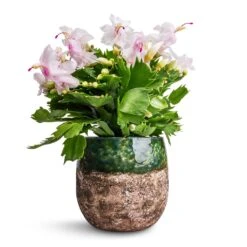 Lindy Plant Pot - Black Green 28 Lindy Plant Pot - Black Green -HORTOLOGY Plants Sale Schlumbergera Christmas Cactus White 12x25cm Lindy Plant Pot Black Green 16x13cm 38a28bbd a32d 4490 a721 026cf59bbc09