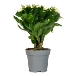 Schlumbergera - Christmas Cactus - White -HORTOLOGY Plants Sale Schlumbergera Christmas Cactus White 14x30cm