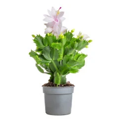 Schlumbergera - Christmas Cactus - White -HORTOLOGY Plants Sale Schlumbergera Christmas Cactus White 9x23cm 3