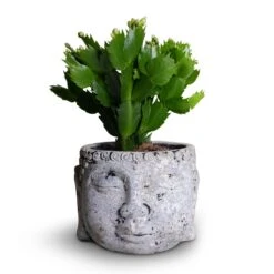 Schlumbergera - Christmas Cactus - White -HORTOLOGY Plants Sale Schlumbergera Christmas Cactus White 9x23cm Buddha Plant Pot Cement 14x11cm