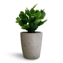 Schlumbergera - Christmas Cactus - White -HORTOLOGY Plants Sale Schlumbergera Christmas Cactus White 9x23cm Gerben Plant Pot Grey Washed 12x13cm 95063928 e9a0 4b62 a377 f77148ef91e8