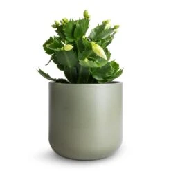 Schlumbergera - Christmas Cactus - White -HORTOLOGY Plants Sale Schlumbergera Christmas Cactus White 9x23cm Lisbon Plant Pot Sage 13x13cm