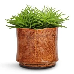 Nolan Plant Pot - Caramel 21 Nolan Plant Pot - Caramel -HORTOLOGY Plants Sale Senecio Himalaya Himalaya Groundsel 12x20cm Nolan Plant Pot Caramel 14x12cm