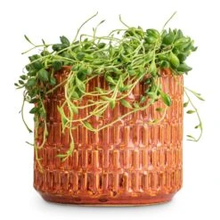 Flor Plant Pot - Orange 23 Flor Plant Pot - Orange -HORTOLOGY Plants Sale Senecio herreianus String of Beads 12x20cm Flor Plant Pot Orange 14x12cm