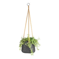 Patt Hanging Plant Pot - Black Washed -HORTOLOGY Plants Sale Senecio peregrinus String of Dolphins 15x25cm Patt Hanging Plant Pot Black Washed 20x17cm 9dbfe7a9 3c90 4a77 a878 0073280b96dc