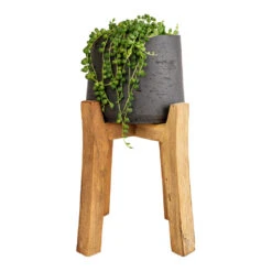 Patt Plant Pot - Tall Stand - Black Washed 18 Patt Plant Pot - Tall Stand - Black Washed -HORTOLOGY Plants Sale Senecio rowleyanus String of Pearls 12x20cm Patt Plant Pot Tall Stand Black Washed 23x34cm 8decf343 6070 461f a9ef c9ac37ac1145