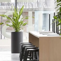 Solid Cylinder Planter - Matt Dark Grey Fiberclay Tall Tubular Indoor Pot 12 Solid Cylinder Planter - Matt Dark Grey Fiberclay Tall Tubular Indoor Pot -HORTOLOGY Plants Sale Solid Cylinder Planter Dark Grey 3