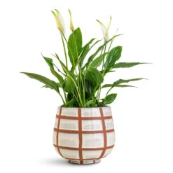 Moda Plant Pot - Moon Lattice 8 Moda Plant Pot - Moon Lattice -HORTOLOGY Plants Sale Spathiphyllum Bellini 13x40cm Moda Pot Moon Lattice 18x15cm
