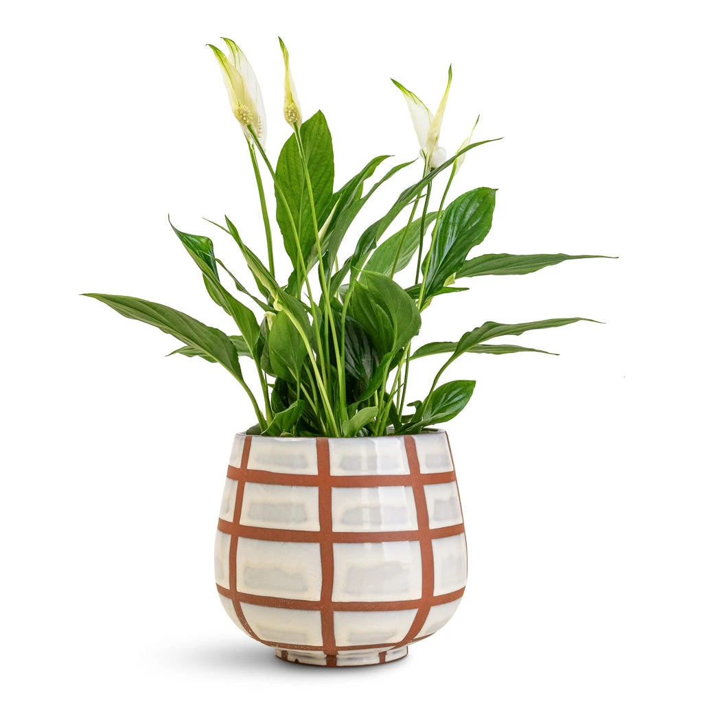 Moda Plant Pot - Moon Lattice 3 Moda Plant Pot - Moon Lattice - Image 3