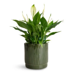 Spathiphyllum Bellini Peace Lily – Compact White Flowering Glossy Green Houseplant -HORTOLOGY Plants Sale Spathiphyllum Bellini 13x40cm Stella Pot Sage 16x14cm 2