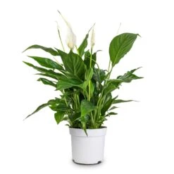 Spathiphyllum Bellini Peace Lily – Compact White Flowering Glossy Green Houseplant -HORTOLOGY Plants Sale Spathiphyllum Bellini Peace Lily 13x40cm