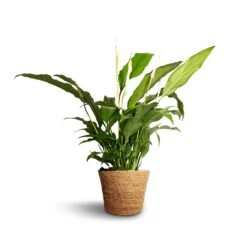 Spathiphyllum Bellini Peace Lily – Compact White Flowering Glossy Green Houseplant -HORTOLOGY Plants Sale Spathiphyllum Bellini Peace Lily 13x40cm Igmar Plant Basket Natural 15x12cm e38284c0 312d 4468 9b9c f46982abe0d9