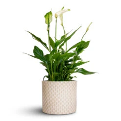 Spathiphyllum Bellini Peace Lily – Compact White Flowering Glossy Green Houseplant -HORTOLOGY Plants Sale Spathiphyllum Bellini Peace Lily 13x40cm Lazzaro Plant Pot Taupe Garland 15x13cm d78f70dd 41c8 489e 8122 35a1a5c771bb