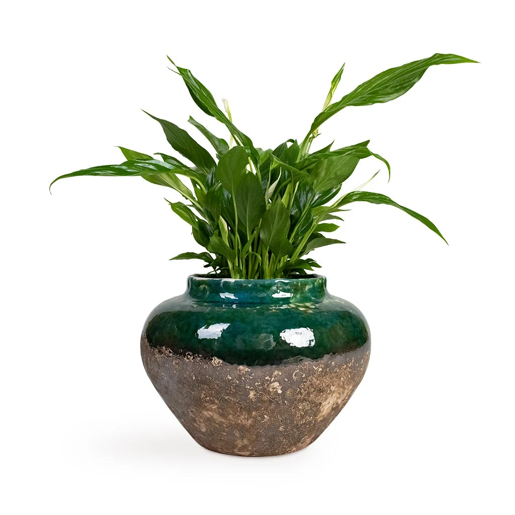 Lindy Jar Plant Pot - Black Green 2 Lindy Jar Plant Pot - Black Green - Image 2