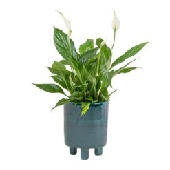 Spathiphyllum Bellini Peace Lily – Compact White Flowering Glossy Green Houseplant -HORTOLOGY Plants Sale Spathiphyllum Bellini Peace Lily 13x40cm Pisa Plant Pot Emerald 20x24cm 099b0055 186f 4649 95c1 500ee791e309