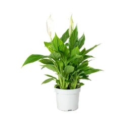 Spathiphyllum Bellini Peace Lily – Compact White Flowering Glossy Green Houseplant -HORTOLOGY Plants Sale Spathiphyllum Bellini Peace Lily