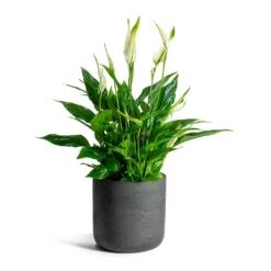 Spathiphyllum Bellini Peace Lily – Compact White Flowering Glossy Green Houseplant -HORTOLOGY Plants Sale Spathiphyllum Bellini Peace Lily Charlie Plant Pot Black Washed