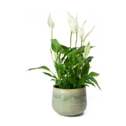 Spathiphyllum Bellini Peace Lily – Compact White Flowering Glossy Green Houseplant -HORTOLOGY Plants Sale Spathiphyllum Bellini Peace Lily Iris Plant Pot