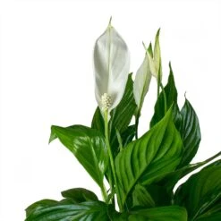 Spathiphyllum Bellini Peace Lily – Compact White Flowering Glossy Green Houseplant -HORTOLOGY Plants Sale Spathiphyllum Bellini Peace Lily Leaves