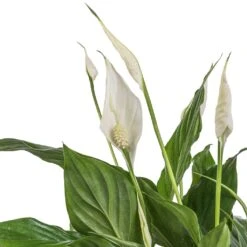 Spathiphyllum Bellini Peace Lily – Compact White Flowering Glossy Green Houseplant -HORTOLOGY Plants Sale Spathiphyllum Bellini Peace Lily SWATCH
