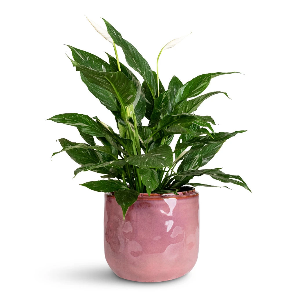 Mabel Cherry Ceramic Plant Pot β Muted Mauve & Honey Glaze Indoor Decorative Planter 2 Mabel Cherry Ceramic Plant Pot β Muted Mauve & Honey Glaze Indoor Decorative Planter - Image 2
