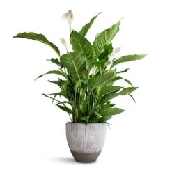 Jesslyn Ridged Plant Pot - White Stripe 11 Jesslyn Ridged Plant Pot - White Stripe -HORTOLOGY Plants Sale Spathiphyllum Sebastiano Peace Lily Jesslyn Plant Pot Ridged White Stripe 33x29cm e3f81adf 6919 4ddb 92da 4cf742350034