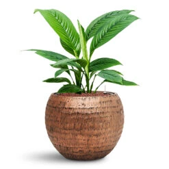 Spathiphyllum Sensation - Peace Lily - HydroCare 18 Spathiphyllum Sensation - Peace Lily - HydroCare -HORTOLOGY Plants Sale Spathiphyllum Sensation HydroCare in Baq Opus Hammered